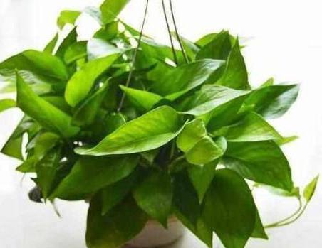 养菊花往里面到洗衣粉水行不行