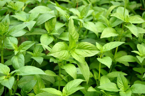 荆介的图片与功效