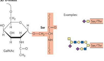 上还可以将一至多个氨基聚糖链通过木糖安装在核心蛋白的丝氨酸残基上