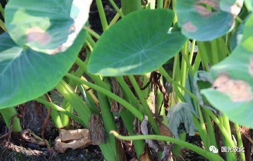 红芽芋叶子有什么用处?