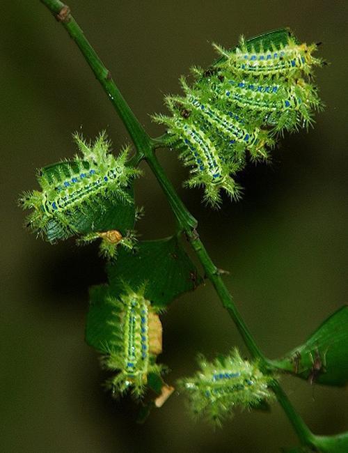 杏树上的一种虫子如下图叫什么 被咬后胳膊立刻红肿