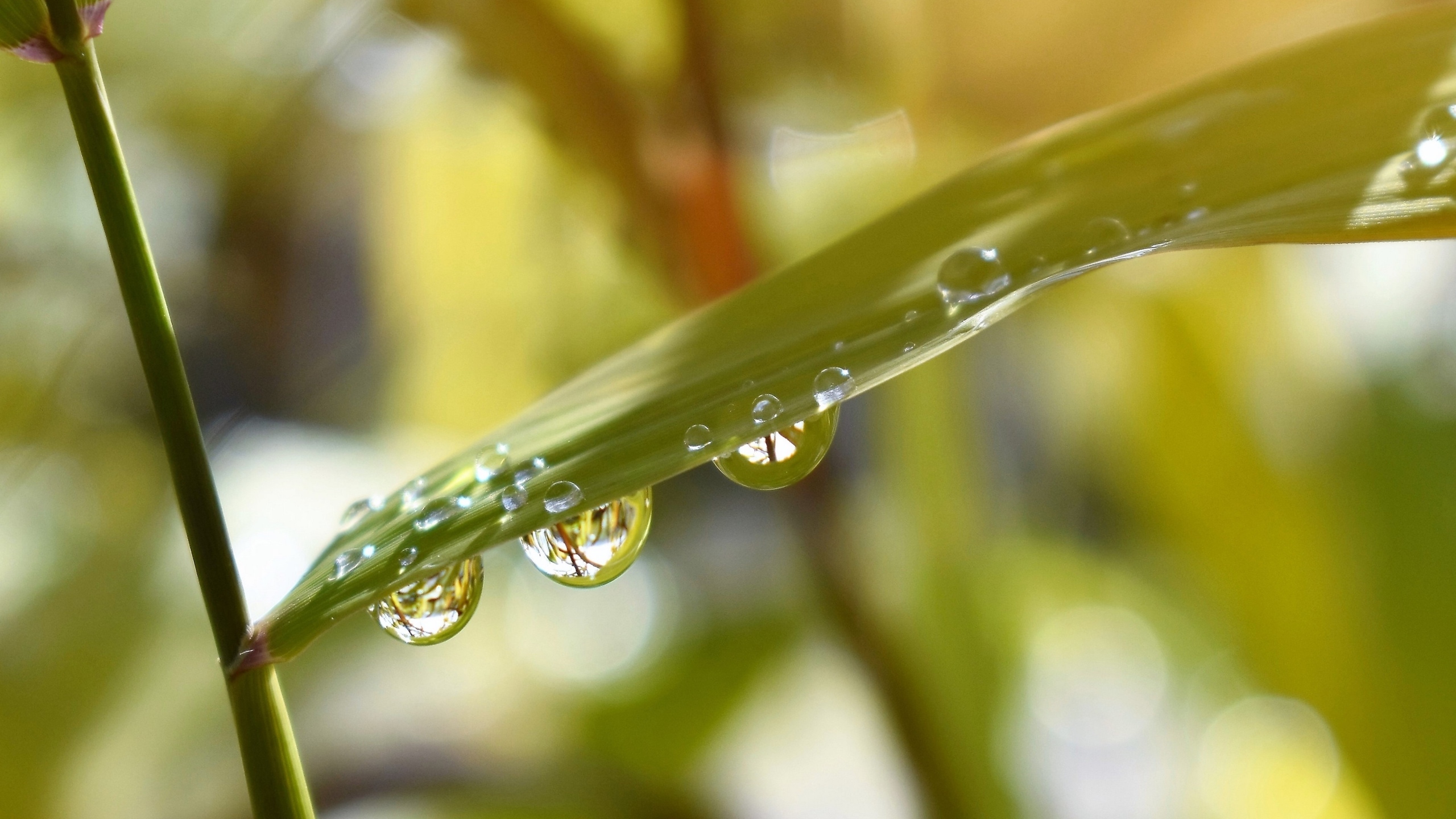 清晨植物上的露水图片[图1]