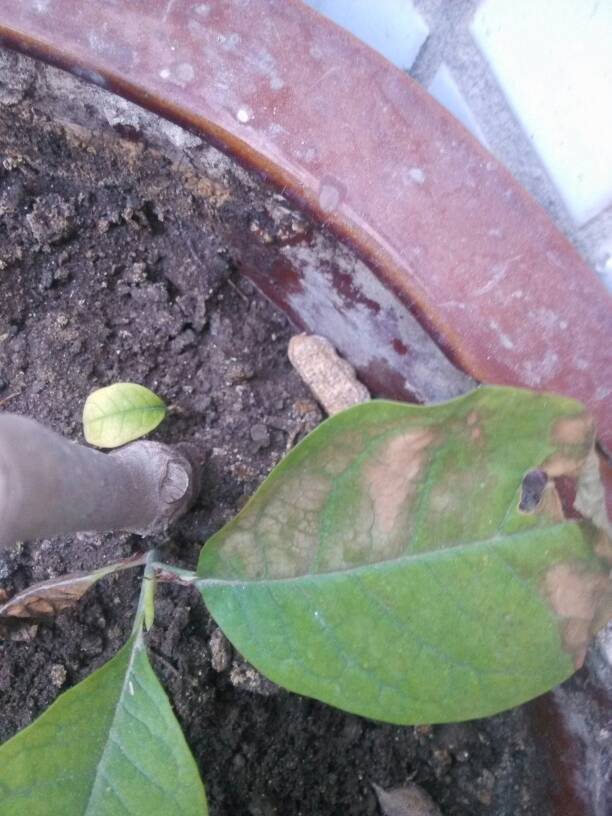 17 家养白玉兰花叶子枯萎发黄是什么原因:1,水多花卉顶端嫩叶淡黄,老