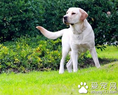 怎样训练拉布拉多犬 该犬反应能力强