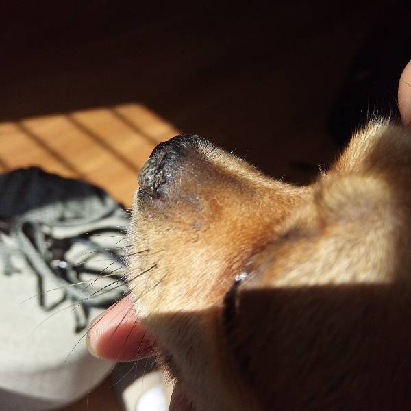 狗狗鼻子干硬结痂,还有点溃烂,反复不好,怎么治疗