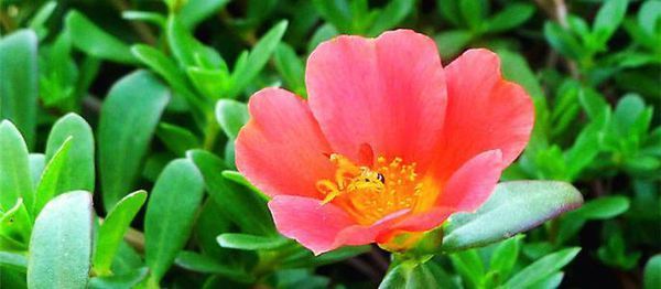 求花名,这种花很像野花马齿苋,常用于广场园林,想知道它的确切名称!