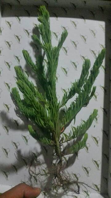 长成称海英菜,碱蒿,盐蒿等,盐蓬,碱蒿子,盐蒿子别名:老虎尾,和尚头,猪