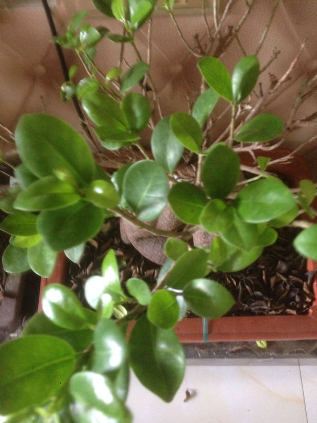 家里买的榕树 买回来叶子很茂盛 现在有一个多