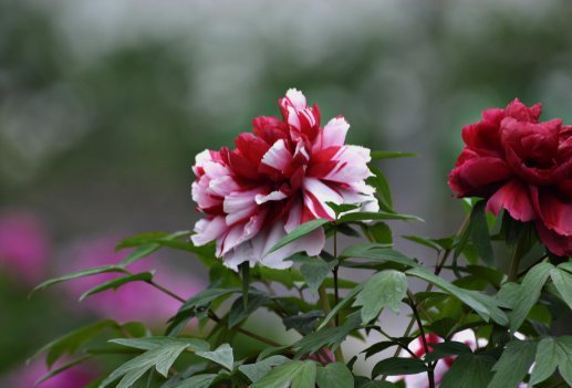 丹景山牡丹花开的时间是什么时候?