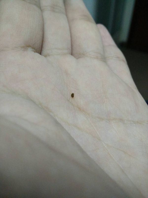 床上以前发现过这种红棕色的虫子,但比这个大