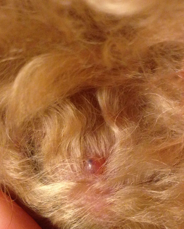 狗狗脸上长了个小包,医生说是细菌感染,不用上