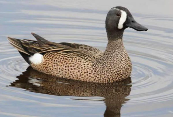 暾--鹅和鸭的杂交产物