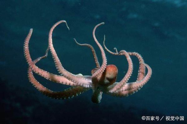 高蛋白的章鱼,你一般怎么吃?