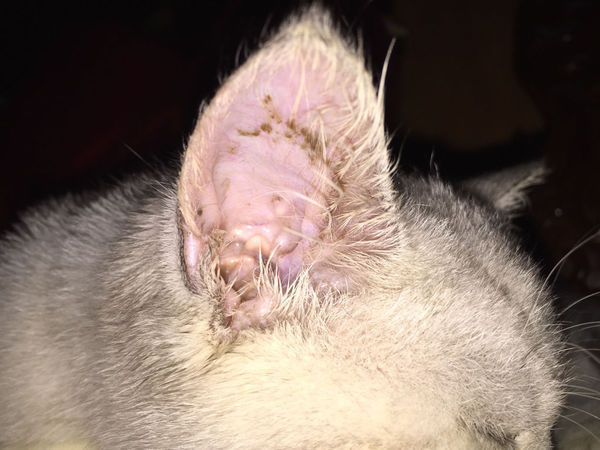 今天发现猫耳朵有脏东西(两边耳朵都有),试着擦