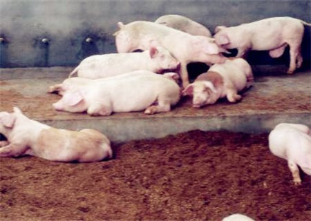 国家对养猪补贴政策都有那些啊?