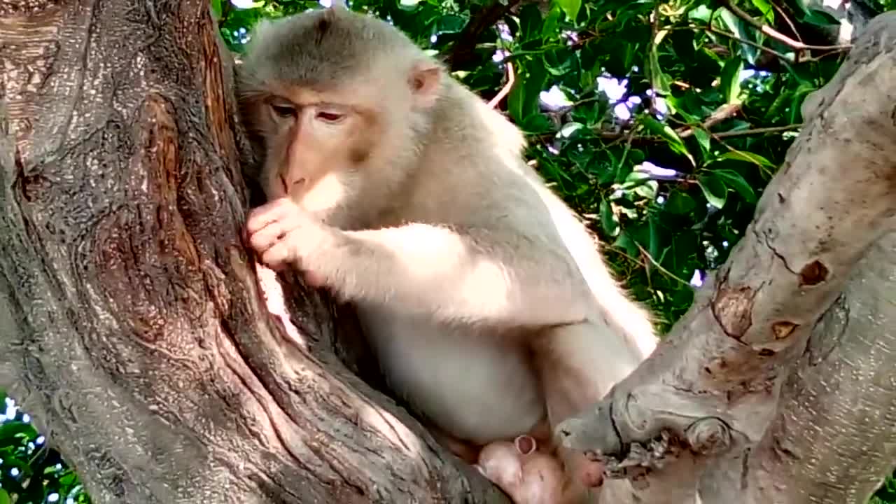 猴子躲在 树上吃辣椒 被辣的狂啃树干