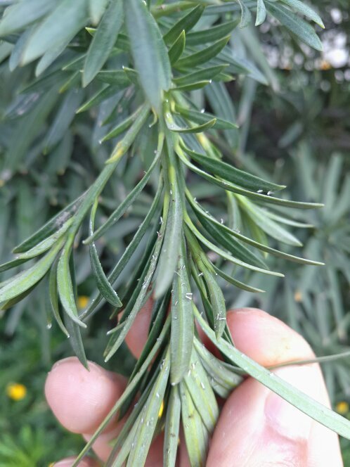 请问,这罗汉松上面的是什么虫?