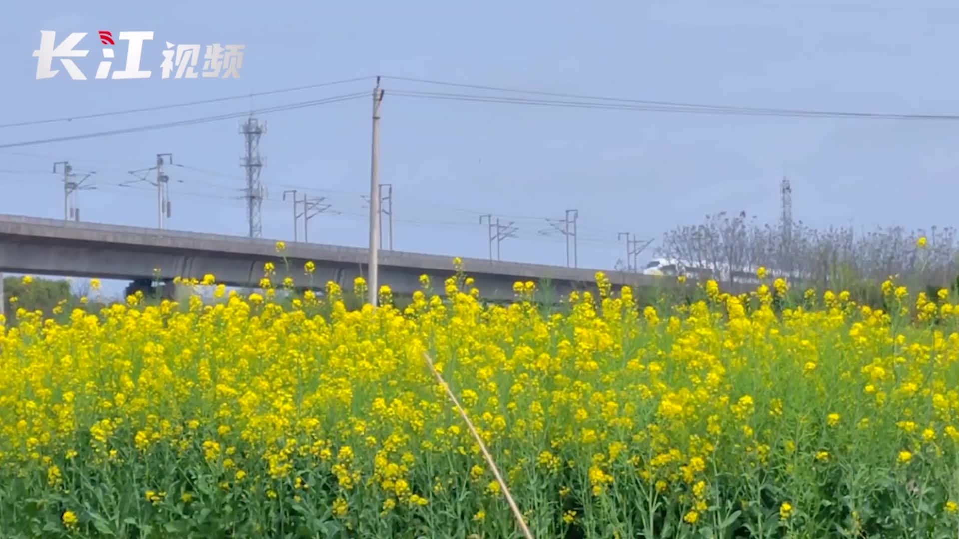 [图]高铁穿越油菜花田驶向春天