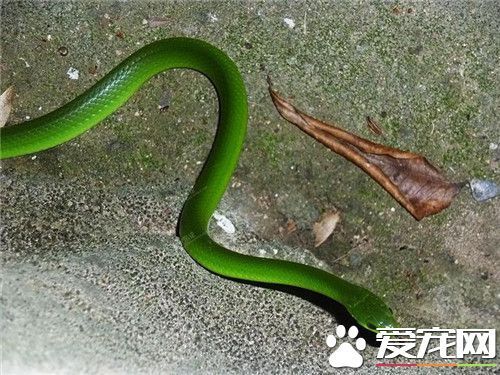 翠青蛇有毒吗 翠青蛇是一种比较常见的无毒蛇