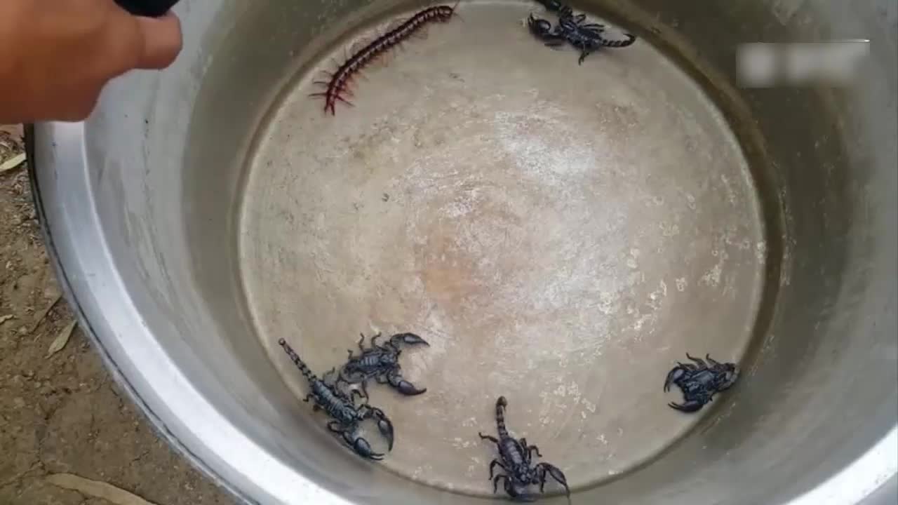 蜈蚣战蝎子,两大毒物对决,谁厉害?让我们拭目以待!