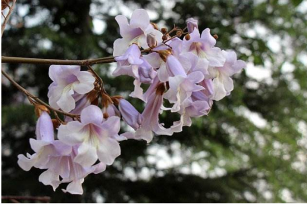 梧桐樹什麼季節開花