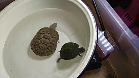 大乌龟和小乌龟