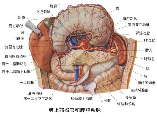 臀上动脉解剖位置图图片