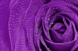 紫色水晶的心代表什么意思?