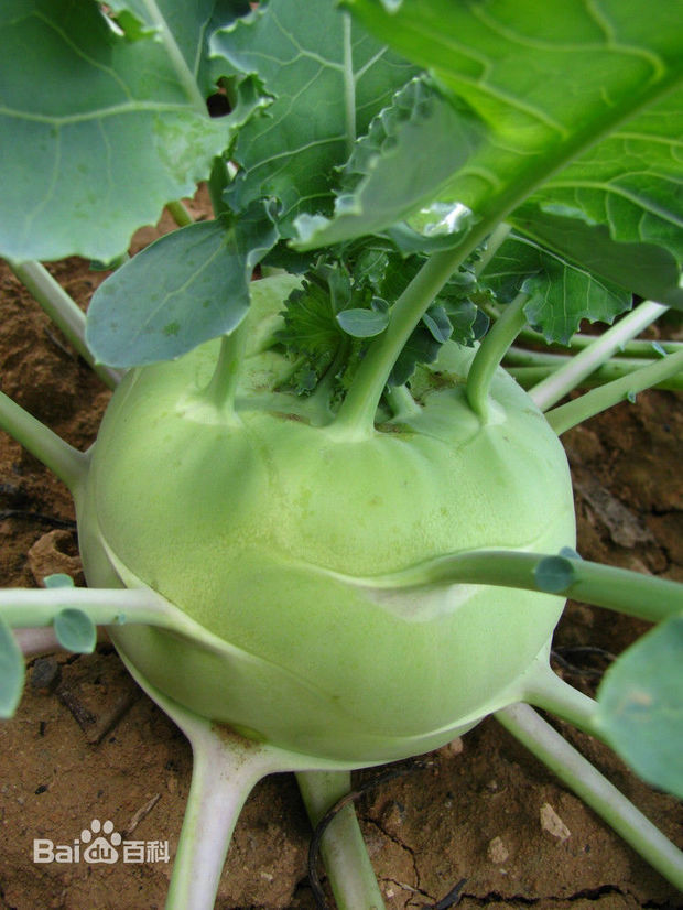 长势强,叶片多而大,定植到收获需80-100天,代表品种有笨苤蓝,大同松根