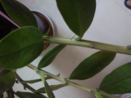 我家的金钱树有1年多了,最近许多老枝的茎杆枯