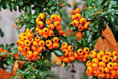 黄果火棘什么时候开花