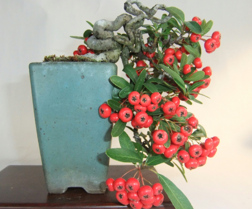 红子树什么时候移栽