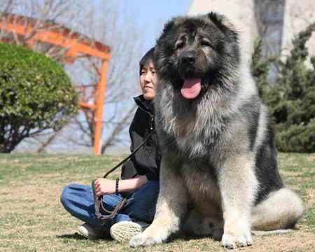 高加索犬咬人吗图片