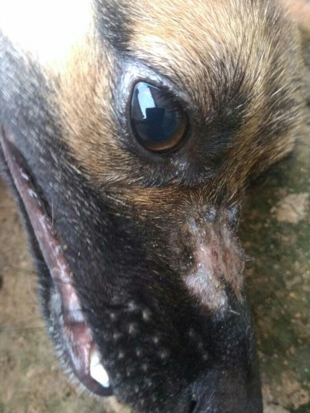 我家狗鼻子上起的这是什么,是癣吗,一天比一天大,一开始只有一点点