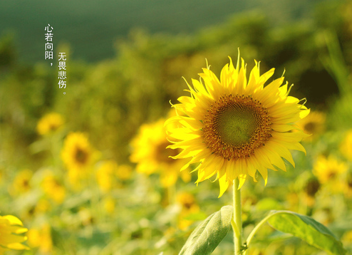 心若向阳,无谓悲伤.什么意思?