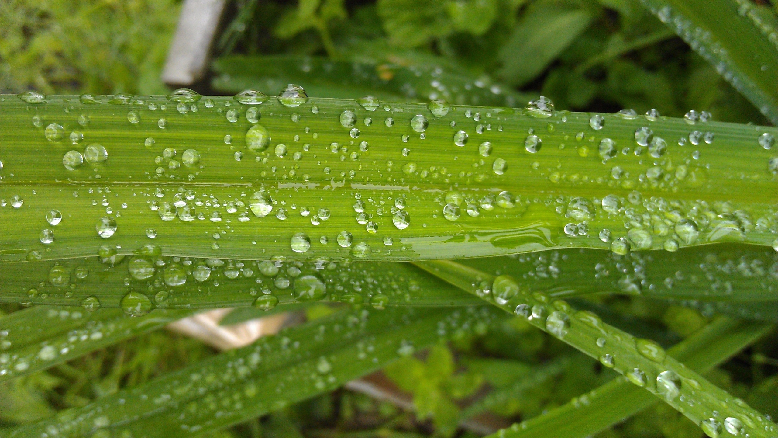 绿色小草上的水珠图片[图11]