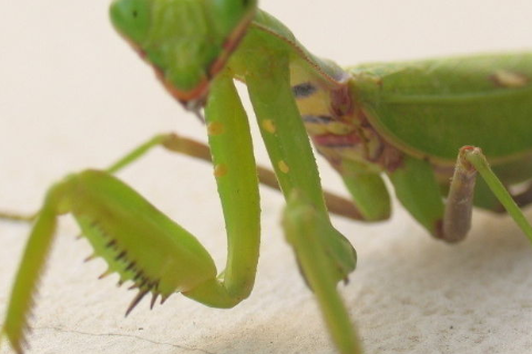 螳螂的前足图片
