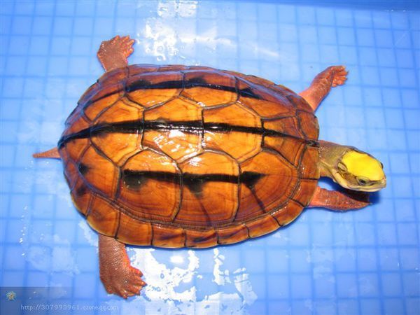 金钱龟长什么样子