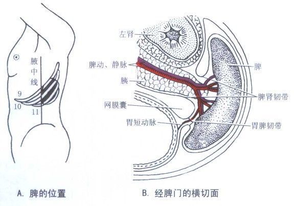 脾的工作原理示意图图片