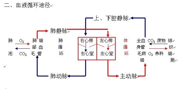 体循环和肺循环的路径(写清楚起点,终点,血液变