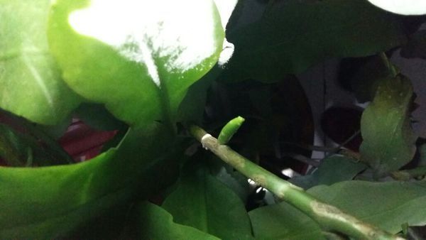 家里养的昙花,长了两朵新芽,这是花骨朵还就是