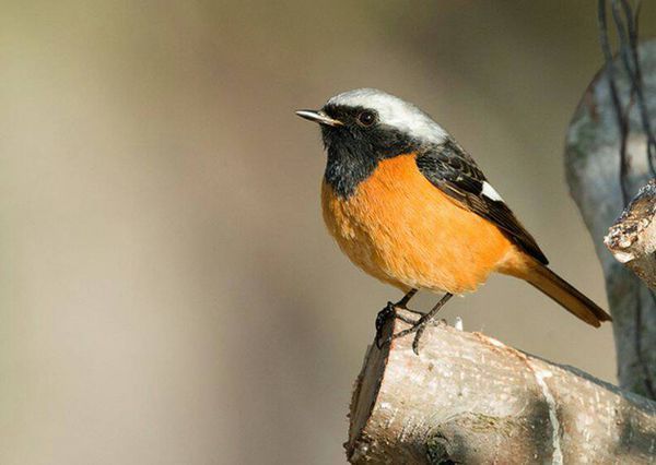 头上是白色的鸟叫什么