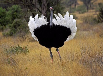鸵鸟的体重与飞翔器退化两个最主要的原因让其不能飞.