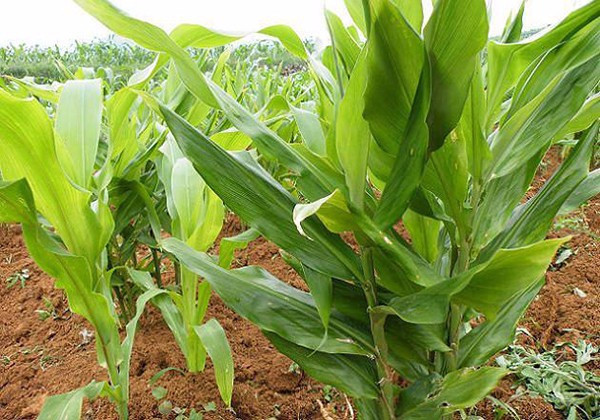 洋河是什么蔬菜