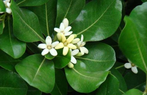 代代花是药材吗?有什么功效?