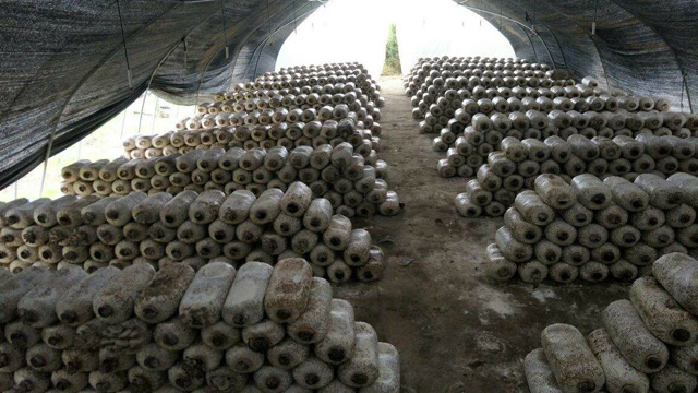 平菇种植技术平菇种植收益