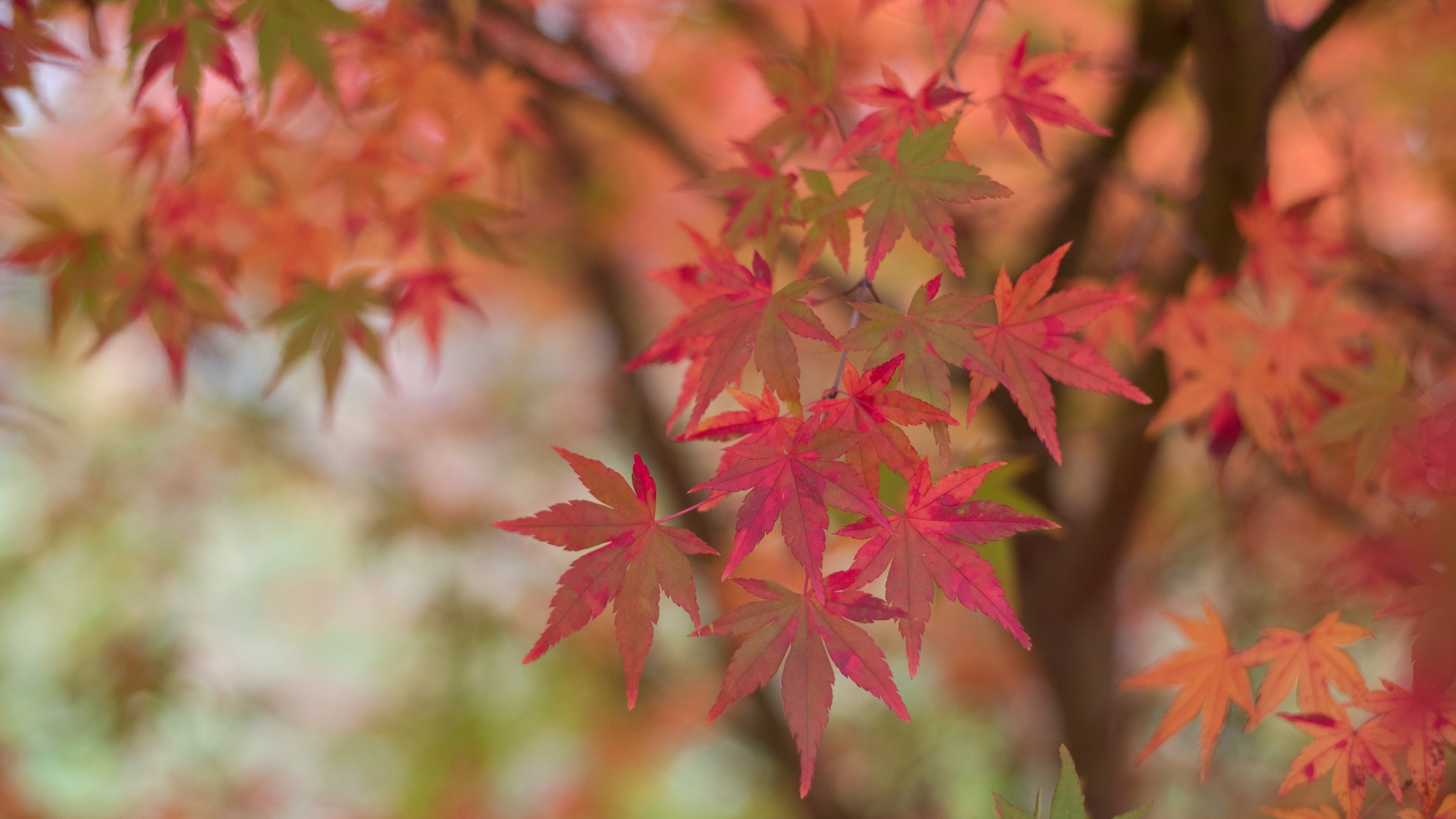 黄色枫叶花卉桌面壁纸[图7]