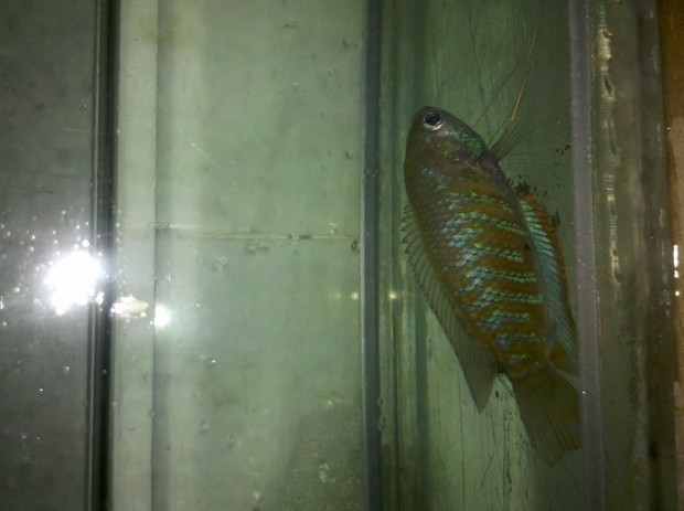 叉尾斗鱼怎么分雌雄