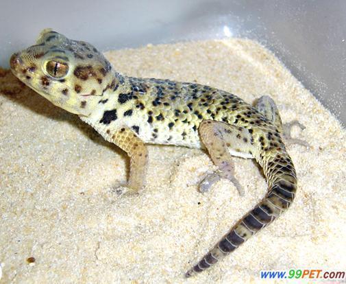 谁知道什么是两栖动物