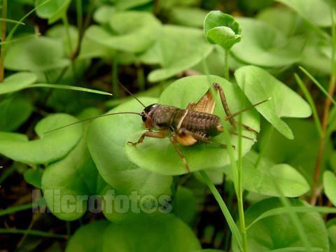 没有办法安全宰眼镜蛇,倒是有办法安全宰蟋蟀